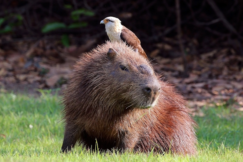 capivara