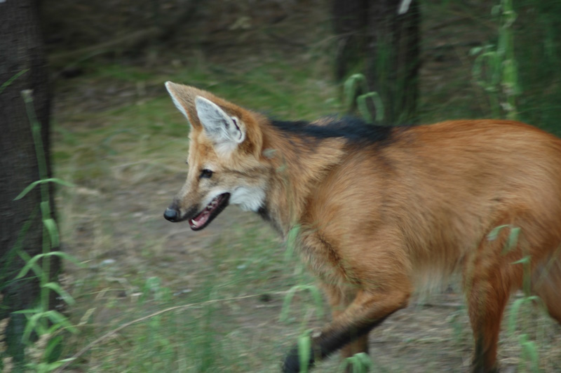 lobo-guará