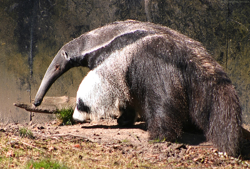 tamanduá-bandeira